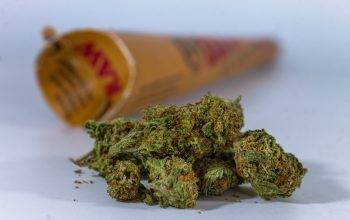Discover the Best Deals on premium thca flower from Trusted Brands